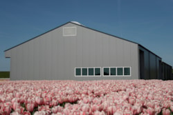 Nieuwbouw bloembollenloods Petten
