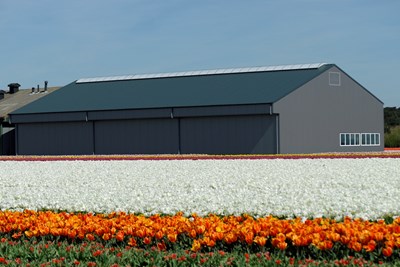 Bloembollenloods tussen de bloemen